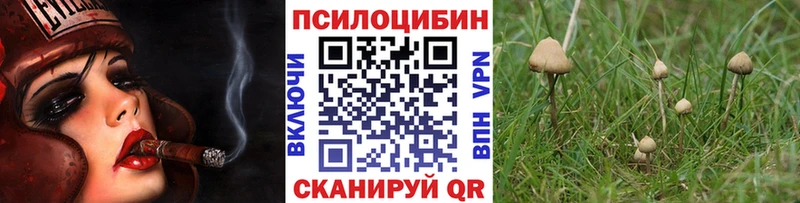 Купить закладки  Мглин  Псилоцибиновые грибы Psilocybine cubensis 
